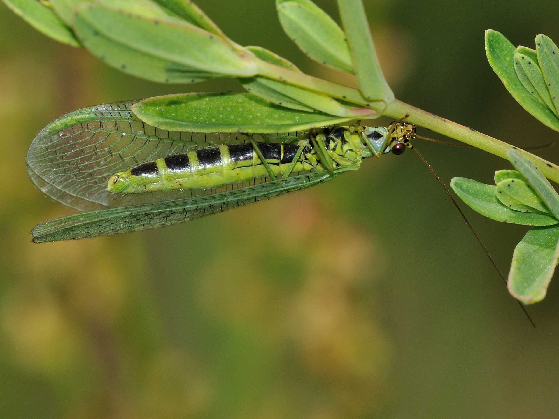 Chrysopa sp.